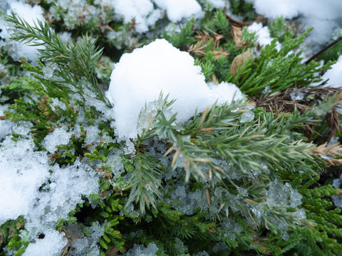 雪中绿植