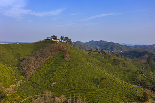 航拍茶田茶园图片