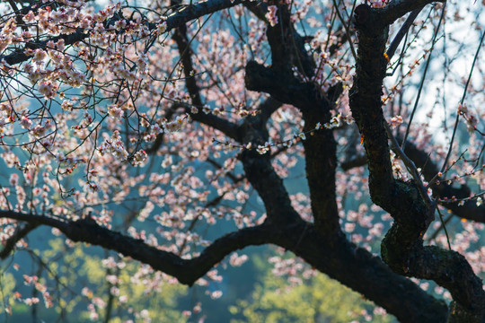 武汉东湖梅园里的梅花