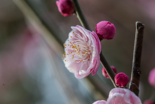 盛开的梅花