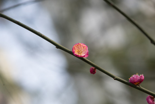 盛开的梅花