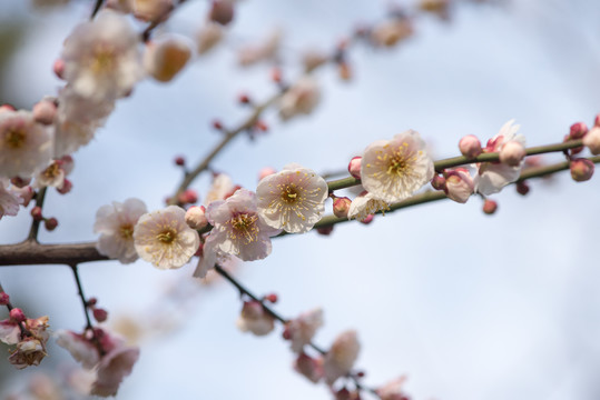 梅花