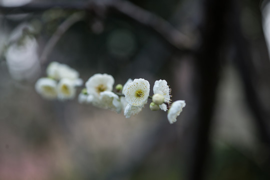 梅花