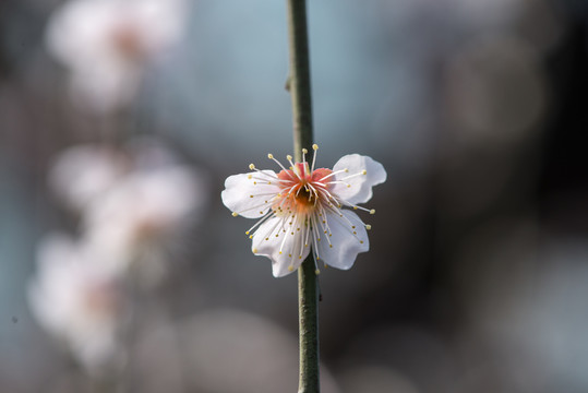 梅花盛开