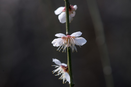 梅花盛开