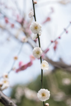 梅花迎春