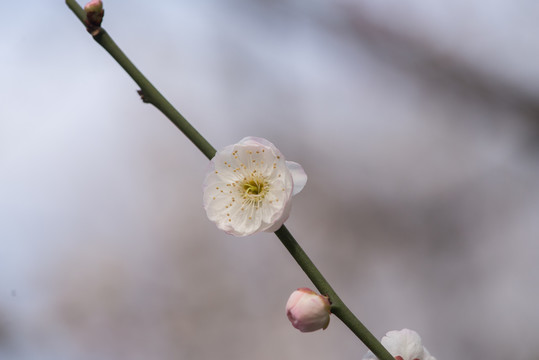 盛开的梅花