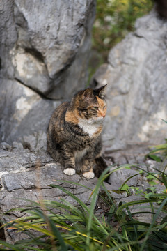 公园里的流浪猫