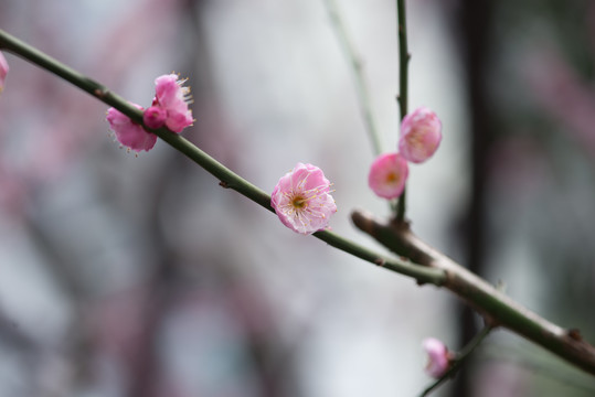 盛开的梅花