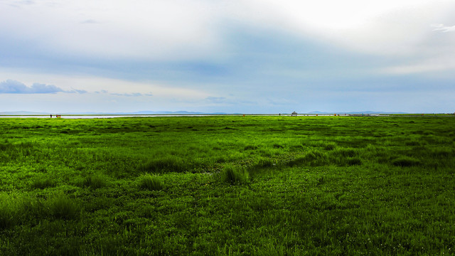 若尔盖草原花海湿地