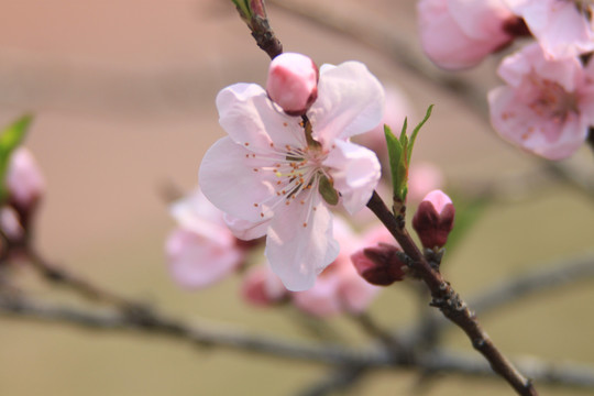 梅花