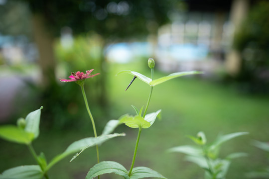 桌面壁纸