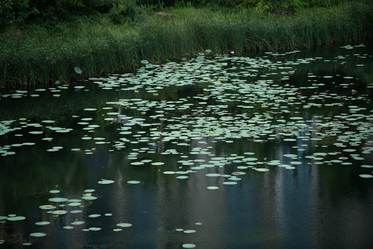 池塘植被