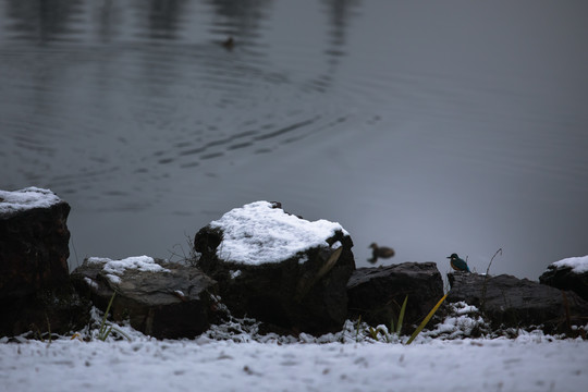 湖畔雪景和鸟
