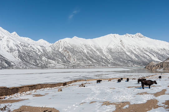 然乌湖牧场