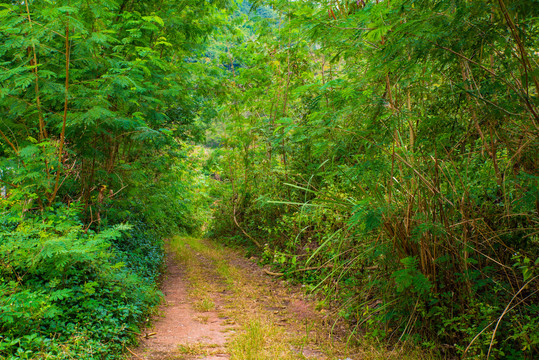 乡间小路