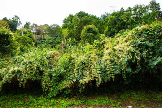 哀牢山植被