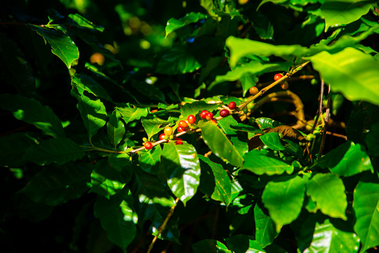小粒咖啡果种植