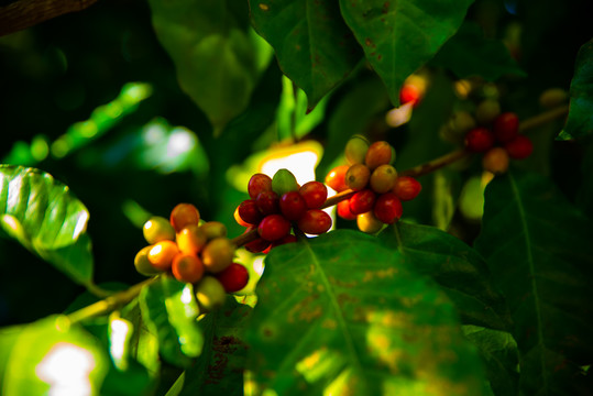 咖啡果种植