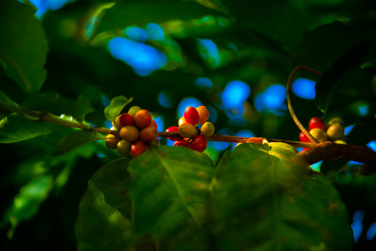 咖啡果种植