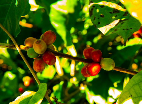 小粒咖啡果种植