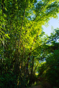 哀牢山植被