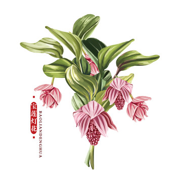 寶蓮燈花
