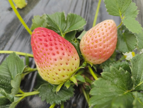 草莓园拍摄白草莓