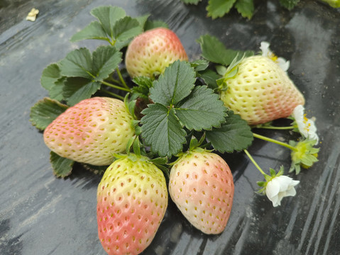 草莓园生长白草莓