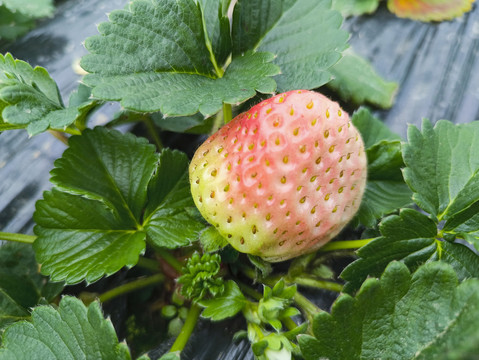 草莓园一颗白草莓