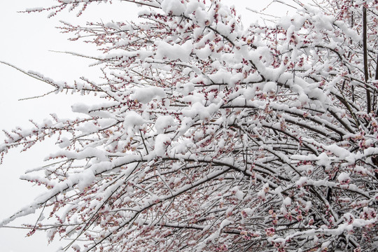 冰雪梅花