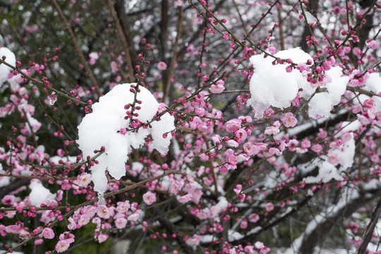 雪梅