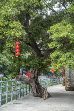 广州大榕树