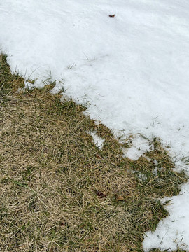 草地上的雪