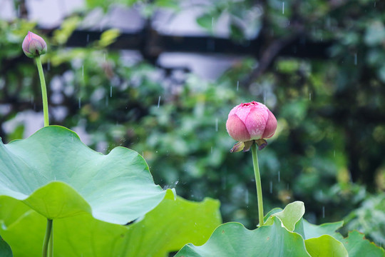 花蕾