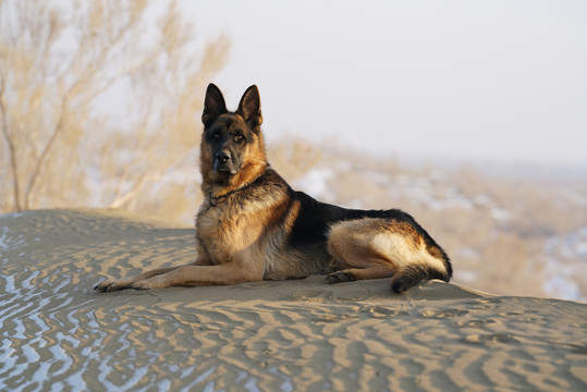 沙漠中的牧羊犬