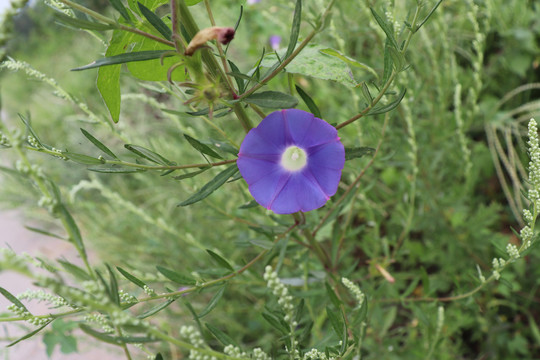 紫色牵牛花