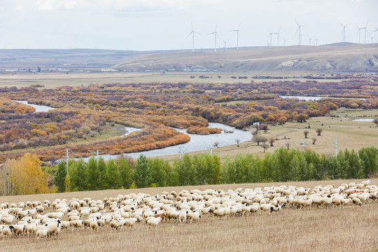 湿地草原秋季羊群