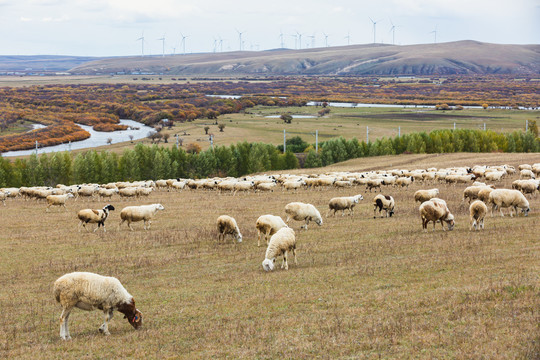 秋季草原河流湿地羊群