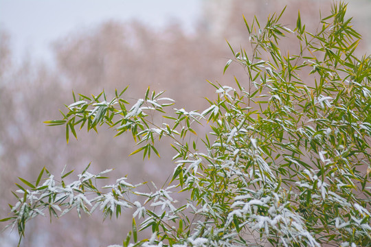 雪竹