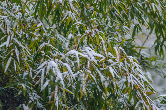 翠竹积雪