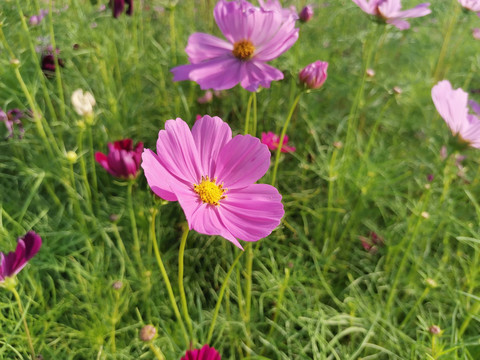 格桑花