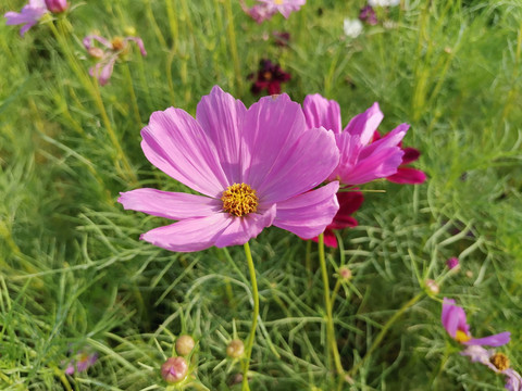 格桑花