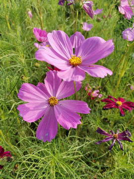 格桑花