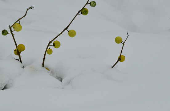 雪中小景