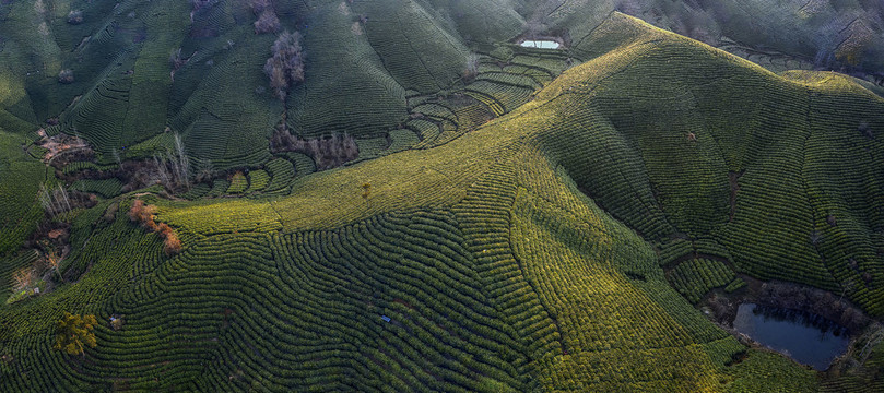 鸟瞰大山茶田茶园大图