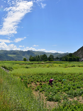 乡村夏日