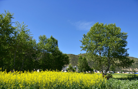 乡村夏日