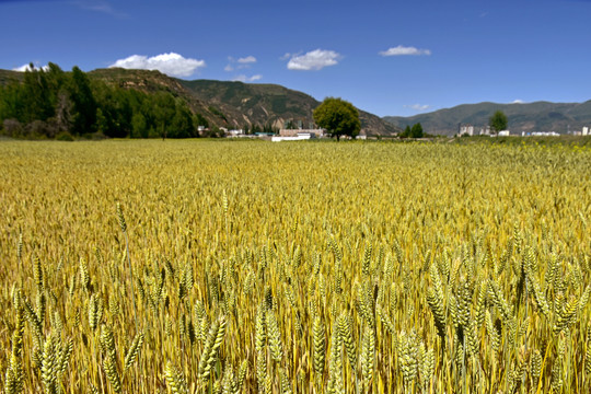 夏日麦田