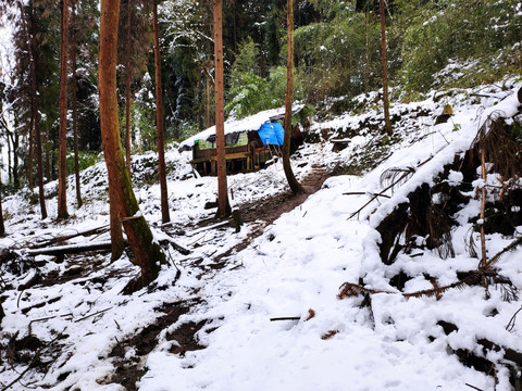 雪地森林